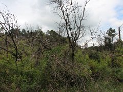 IMG 0015