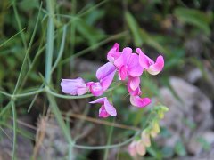 IMG 0016