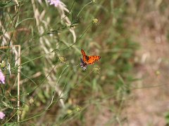 IMG 0026