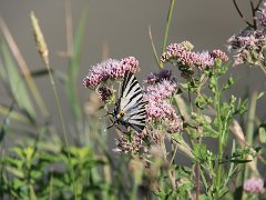 IMG 0018