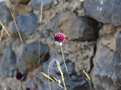 IMG 0005