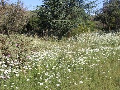 IMG 0010
