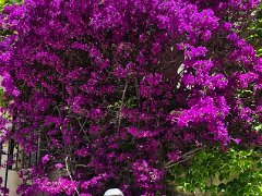 IMG 20260606 113955