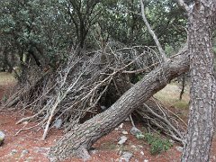 IMG 0009