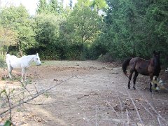 IMG 0007