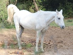 IMG 0009